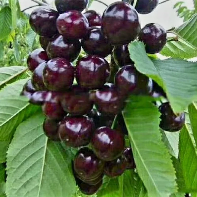 Black Cherry Trees Live - Set of 2, 3-4 ft Tall, Hardy Sweet Cherry Bare Root Plant - Image 8