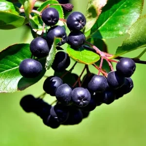 Black Chokeberry Live Plant – Aronia Berry Shrub 6-12 Inch Tall – Zones 3-8 - Image 1