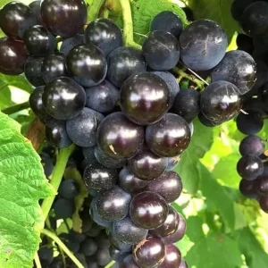 Black Cowart Muscadine Vine Plant - 2 Year Old Sweet Grapevine for Outdoor - Image 4