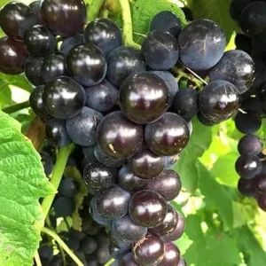 Black Cowart Muscadine Vine Plant - 2 Year Old Sweet Grapevine for Outdoor - Image 5