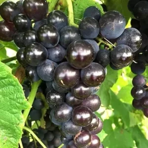 Black Cowart Muscadine Vine Plant - 2 Year Old Sweet Grapevine for Outdoor - Image 6