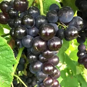 Black Cowart Muscadine Vine Plant - 2 Year Old Sweet Grapevine for Outdoor - Image 1