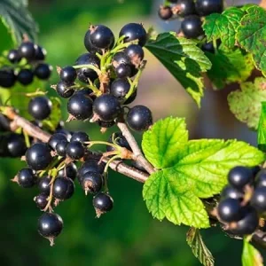 Black Currant Bush Live Plant - 1 Year Old Sweet Berry Shrub, 5-9 inches Tall, USDA Zones 3-8, Outdoor Fruit Plant - Image 5