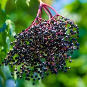 Black Elderberry Live Plant - 2-3 Feet Tall Hardy Berry Shrub Outdoor - Image 5