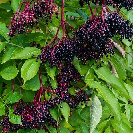 Black Elderberry Live Plant – 5-9 Inches Tall Bush – Ready for Growing – Outdoor - Image 6