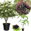 Black Elderberry Live Plant – American Elderberry Bush – 6-9 Inch Tall - Image 1