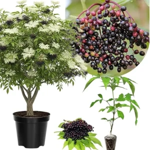Black Elderberry Live Plant – American Elderberry Bush – 6-9 Inch Tall - Image 4