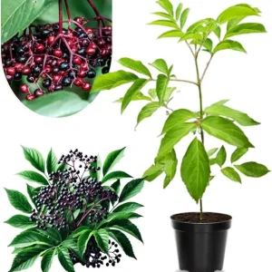 Black Elderberry Plant Live - 2-3 Ft Tall, 2 Year Old, Dormant, Cold Hardy Bush - Image 6