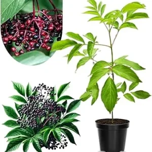 Black Elderberry Plant Live - 2-3 Ft Tall, 2 Year Old, Dormant, Cold Hardy Bush - Image 7