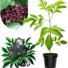 Black Elderberry Plant Live - 2-3 Ft Tall, 2 Year Old, Dormant, Cold Hardy Bush - Image 1