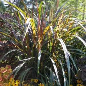 Black Fountain Grass First Knight Live Plant - Ornamental Grass, Cold-Hardy Perennial, 5-8 Inch Tall Starter - Image 4