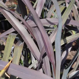 Black Fountain Grass First Knight Live Plant - Ornamental Grass, Cold-Hardy Perennial, 5-8 Inch Tall Starter - Image 6