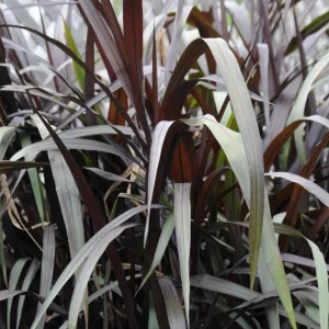 Black Fountain Grass First Knight Live Plant - Ornamental Grass, Cold-Hardy Perennial, 5-8 Inch Tall Starter - Image 7