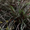 Black Fountain Grass First Knight Live Plant - Ornamental Grass, Cold-Hardy Perennial, 5-8 Inch Tall Starter - Image 1