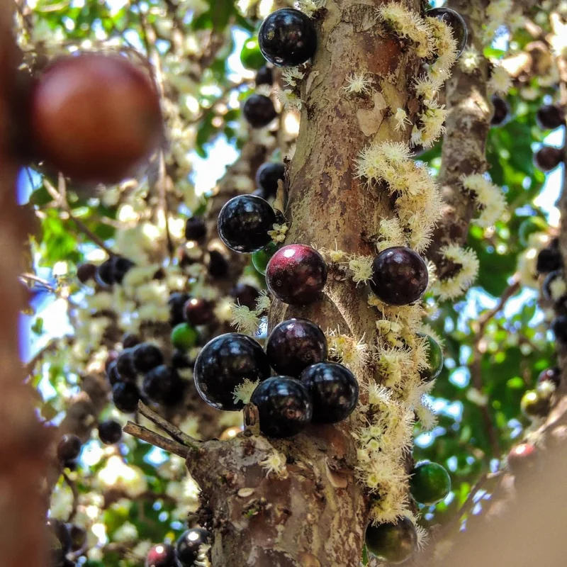 Black Jaboticaba Live Fruit Tree - Brazilian Jabuticaba, 1 Foot Tall - Image 2