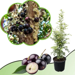 Black Jaboticaba Live Fruit Tree - Brazilian Jabuticaba, 1 Foot Tall - Image 4