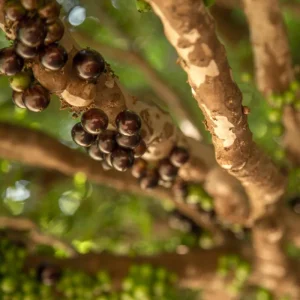 Black Jaboticaba Live Fruit Tree - Brazilian Jabuticaba, 1 Foot Tall - Image 5