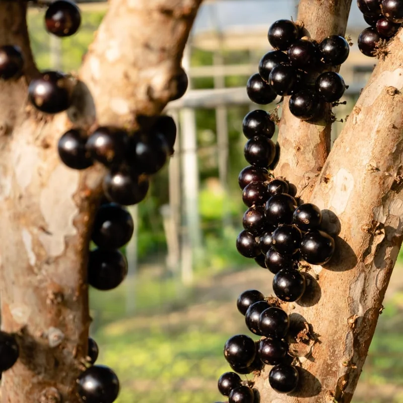 Black Jaboticaba Live Fruit Tree - Brazilian Jabuticaba, 1 Foot Tall - Image 6