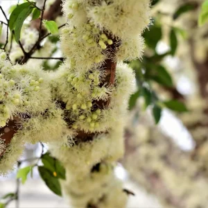 Black Jaboticaba Live Fruit Tree - Brazilian Jabuticaba, 1 Foot Tall - Image 8