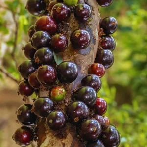 Black Jaboticaba Tree Live Plant - 1 Foot Tall Brazilian Grapetree - Image 2
