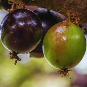 Black Jaboticaba Tree Live Plant - 1 Foot Tall, Brazilian Grapetree - Image 5
