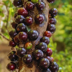 Black Jaboticaba Tree Live Plant - 1 Foot Tall Brazilian Grapetree - Image 7