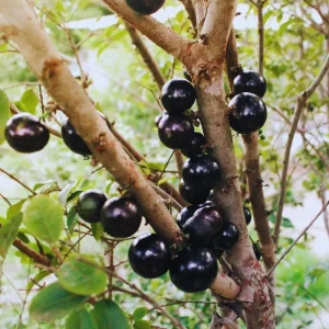 Black Jaboticaba Tree Live Plant - 1 Foot Tall Fruit Tree for Gardening - Image 3