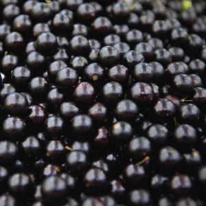 Black Jaboticaba Tree Live Plant - 1 Foot Tall Fruit Tree for Gardening - Image 4