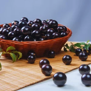 Black Jaboticaba Tree Live Plant - 1 Foot Tall Fruit Tree for Gardening - Image 6