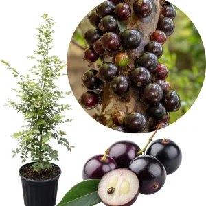 Black Jaboticaba Tree Live Plant - Sweet Fruit, 1 Foot Tall, Outdoor - Image 2