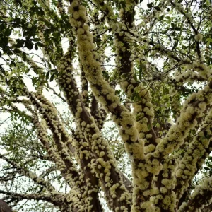 Black Jaboticaba Tree Live Plant - Sweet Fruit, 1 Foot Tall, Outdoor - Image 4