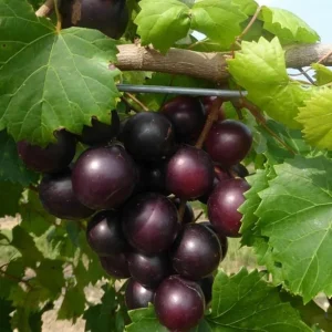 Black Jumbo Muscadine Grape Vine Live Plant - 2 Year Old, Sweet Fruit, Full Sun - Image 6