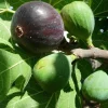 Black Mission Fig Tree Live Plant - Ficus Carica - Fruiting Fig Tree for Outdoors - Image 1