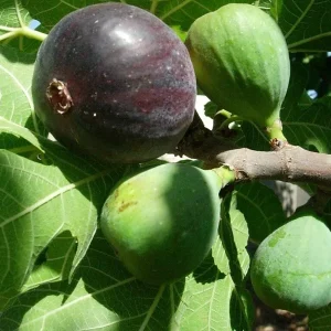 Black Mission Fig Tree Live Plant - Ficus Carica - Fruiting Fig Tree for Outdoors - Image 1