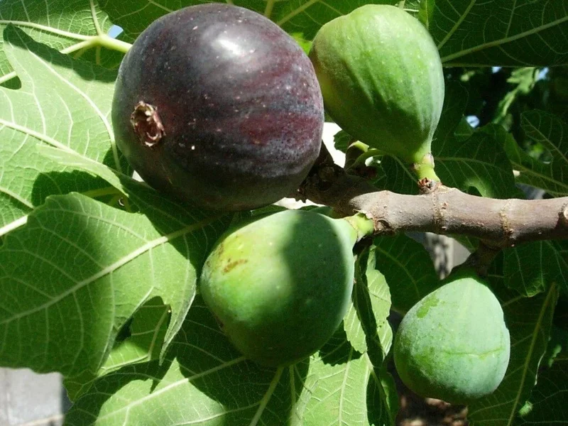 Black Mission Fig Tree Live Plant - Ficus Carica - Fruiting Fig Tree for Outdoors - Image 1