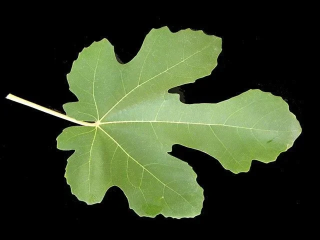 Black Mission Fig Tree Live Plant - Ficus Carica - Fruiting Fig Tree for Outdoors - Image 2