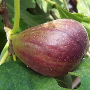 Black Mission Fig Tree Live Plant - Ficus Carica - Fruiting Fig Tree for Outdoors - Image 3