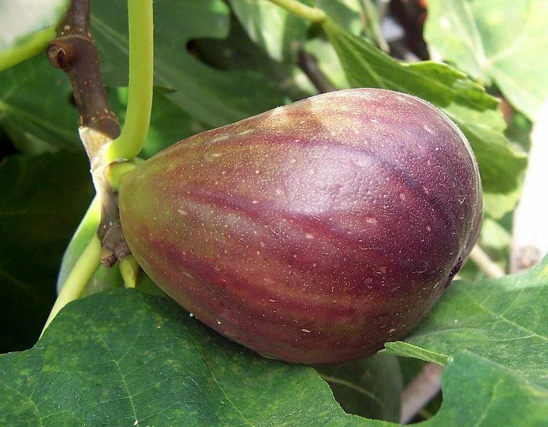 Black Mission Fig Tree Live Plant - Ficus Carica - Fruiting Fig Tree for Outdoors - Image 3
