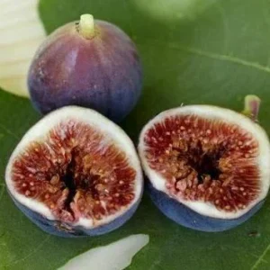 Black Mission Fig Tree Live Plant - Ficus Carica - Fruiting Fig Tree for Outdoors - Image 4