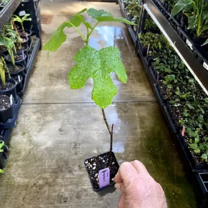 Black Mission Fig Tree Live Plant - Ficus Carica - Fruiting Fig Tree for Outdoors - Image 5