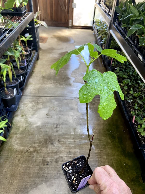 Black Mission Fig Tree Live Plant - Ficus Carica - Fruiting Fig Tree for Outdoors - Image 6