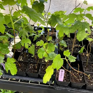 Black Mission Fig Tree Live Plant - Ficus Carica - Fruiting Fig Tree for Outdoors - Image 8