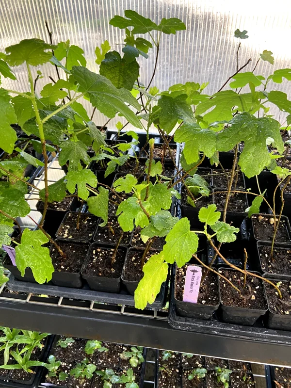 Black Mission Fig Tree Live Plant - Ficus Carica - Fruiting Fig Tree for Outdoors - Image 8