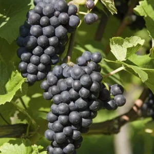 Black Monukka Seedless Grape Vine Live Plant - 2 Year Old, 2 Ft Tall, Outdoor - Image 7