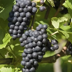Black Monukka Seedless Grape Vine Live Plant - 2 Year Old, 2 Ft Tall, Outdoor - Image 1