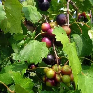 Black Muscadine Grape Vine Plant - 2 Year Old Sweet Grape Vine, Live Plant, Outdoor, USDA Zones 6-10 - Image 5