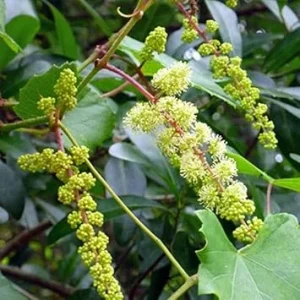 Black Nesbit Muscadine Vine Plant - 2 Year Old Sweet Grapevine - 15 Ft Tall - Outdoor - Image 2