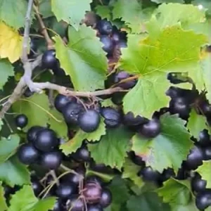 Black Noble Muscadine Vine Plant - 2 Year Old Live Grapevine, Sweet Grapes - Image 6