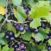 Black Noble Muscadine Vine Plant - 2 Year Old Live Grapevine, Sweet Grapes - Image 1