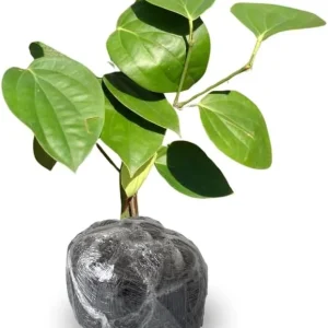 Black Pepper Live Plant, 4-6 Inches Tall, Piper Nigrum Tree, Herb Plant - Image 3